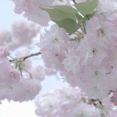 兽设黄昏场景设计福瑞群